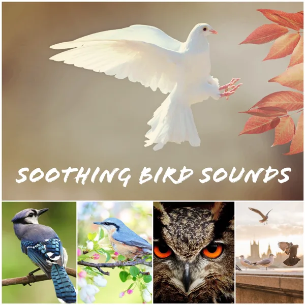 Bird Channel — Bird Sounds
