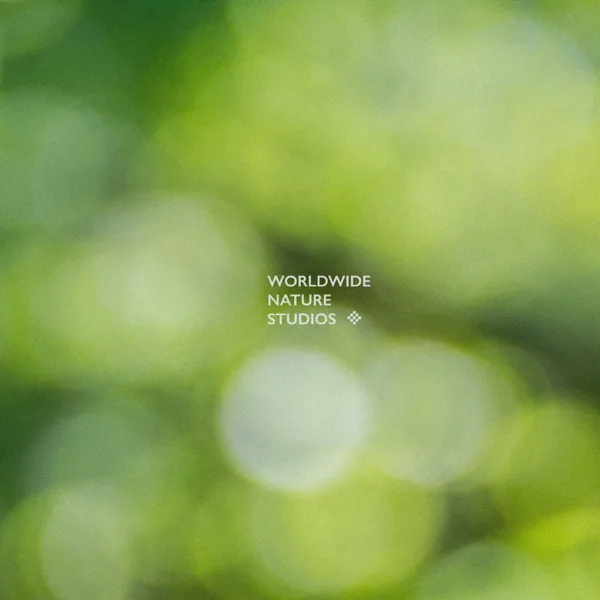 Green Noise - Calm Rain — Worldwide Nature Studios