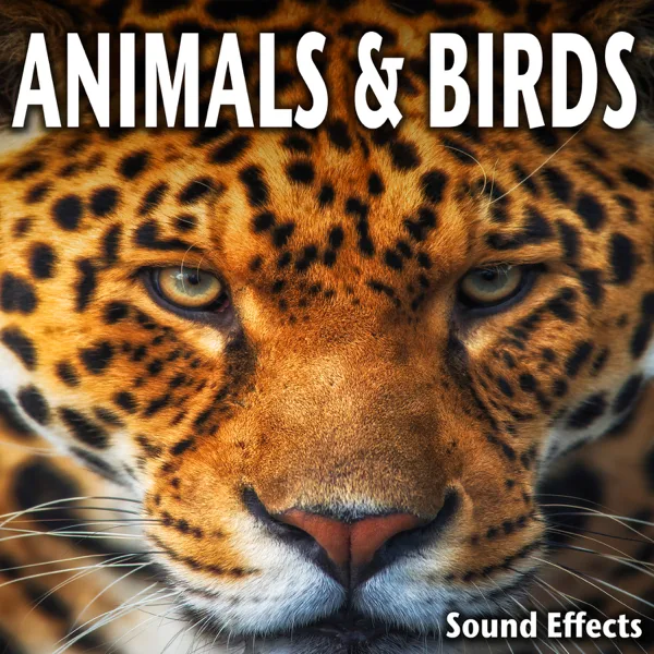 Lively Birds Chirping with Light Steady Breeze — Sound Ideas