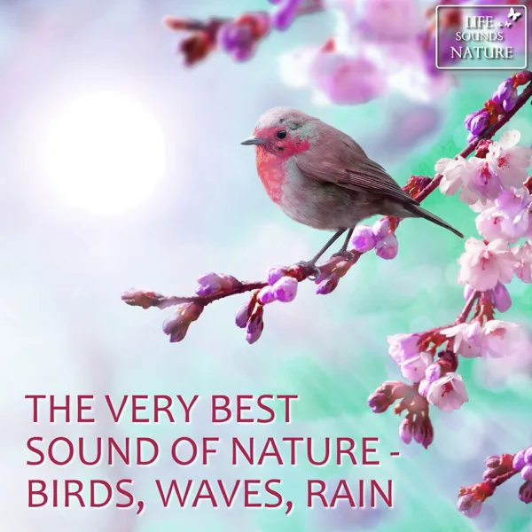 Lovely Birdsong In Spring For Relaxation and Massage — Life Sounds Nature