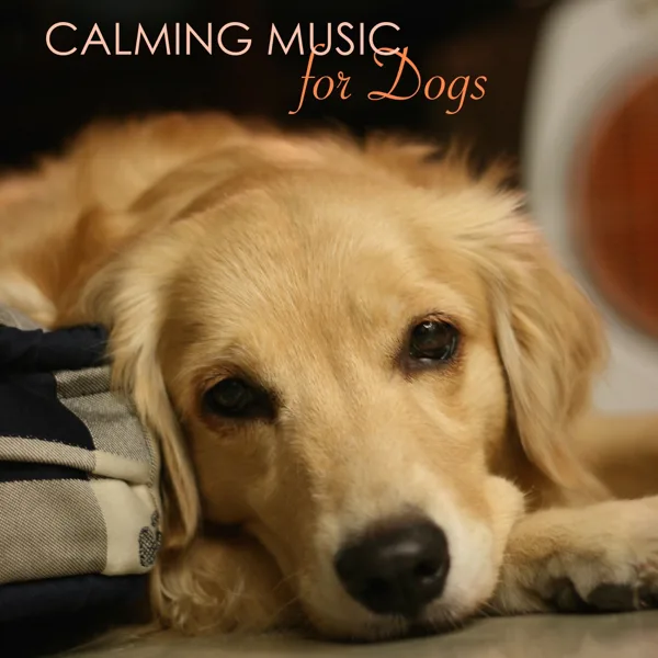 Music for Dog Anxiety - Ocean Waves — Pet Music World