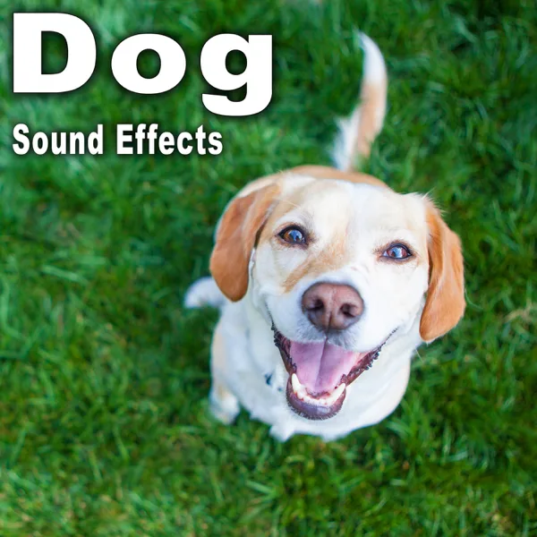 Single Coyote Howl from a Medium Distant Perspective Take 1 — The Hollywood Edge Sound Effects Library