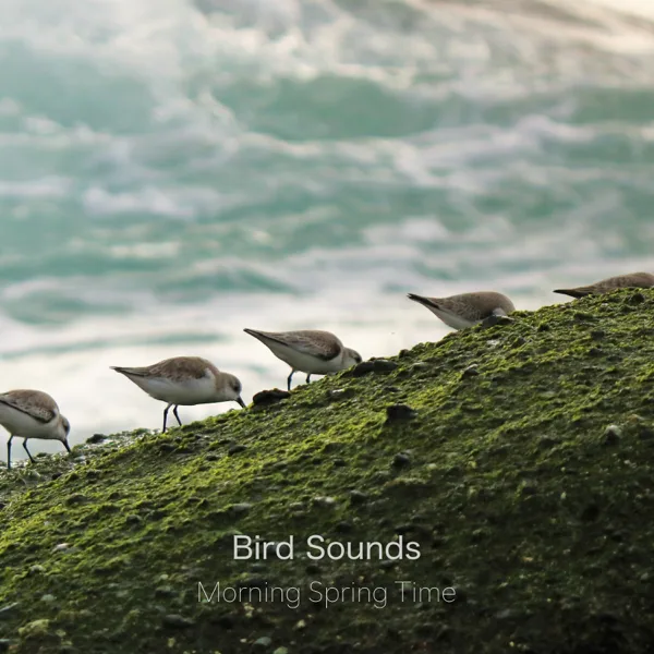 The Backyard — Bird Sounds